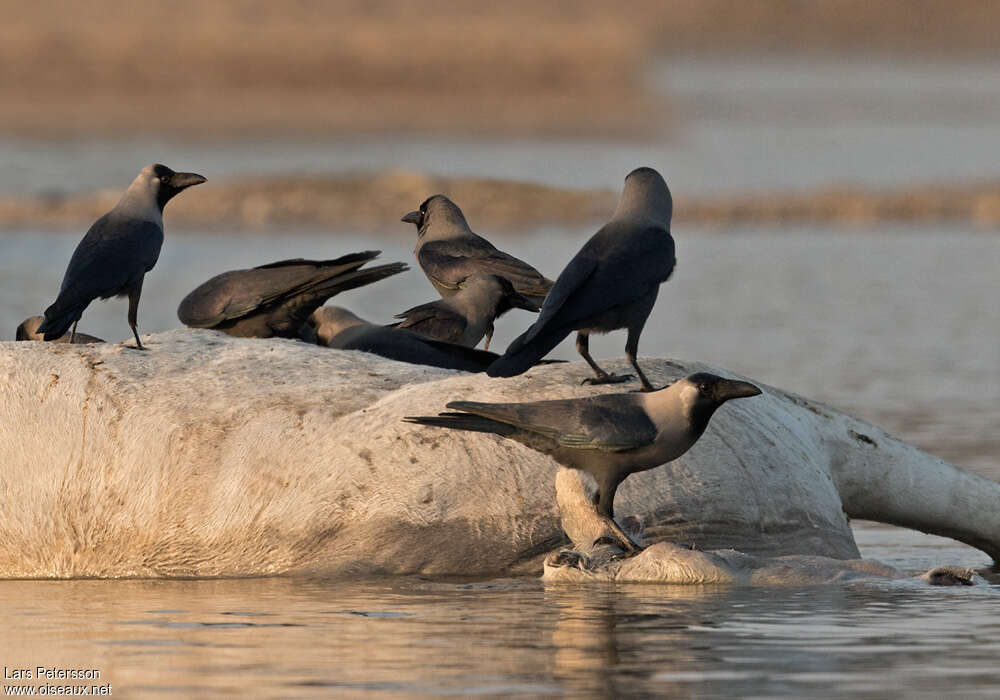 House Crow, habitat, pigmentation, Behaviour