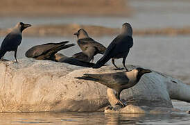 House Crow