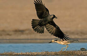 House Crow