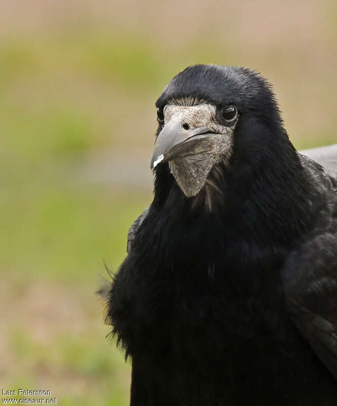 Corbeau freuxadulte, portrait