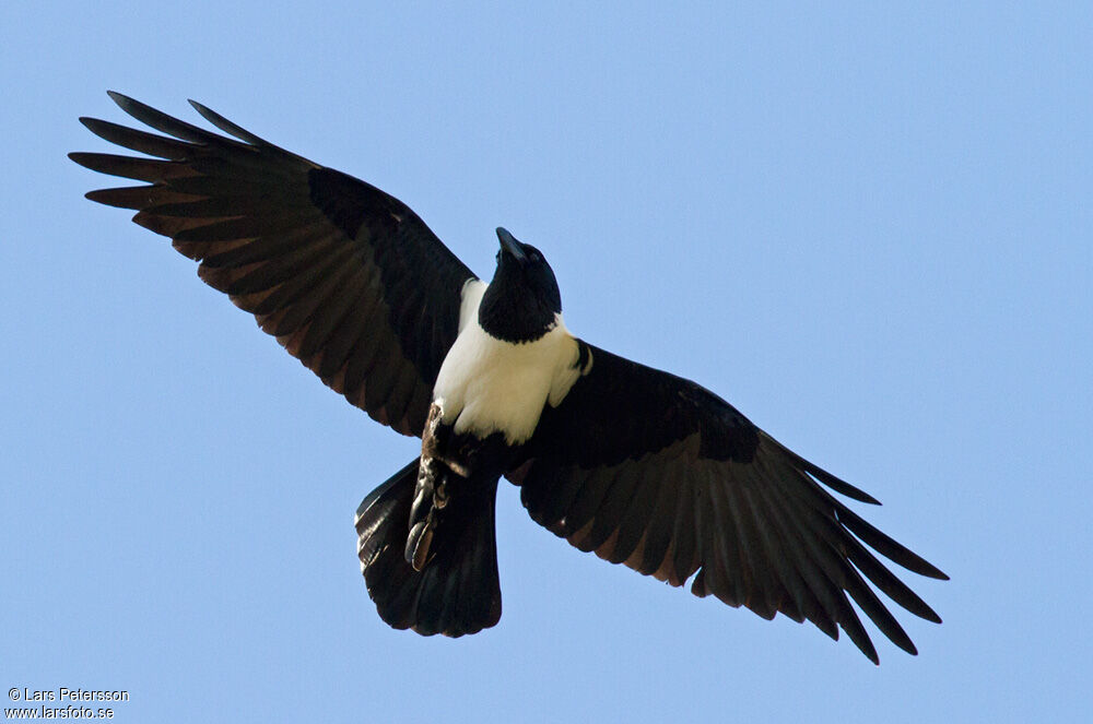 Pied Crow