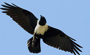 Pied Crow