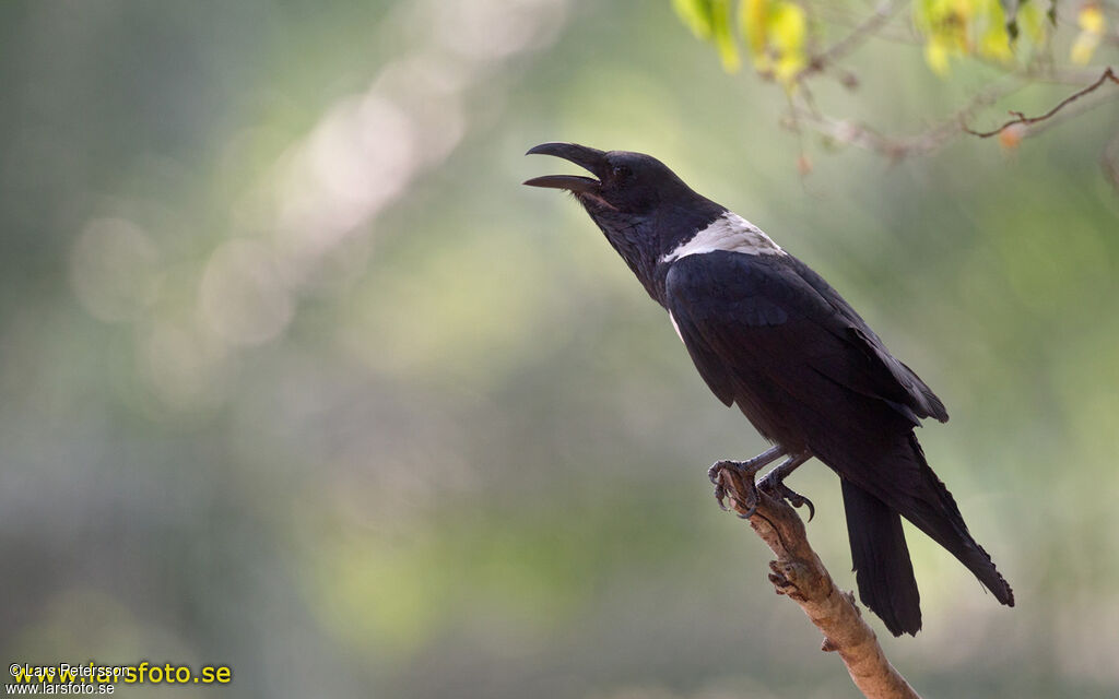 Corbeau pie