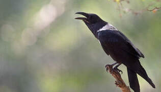 Pied Crow