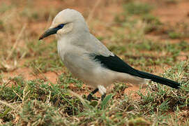 Stresemann's Bushcrow