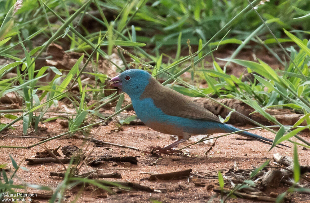 Blue-capped Cordon-bleu