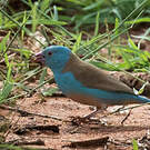 Cordonbleu cyanocéphale