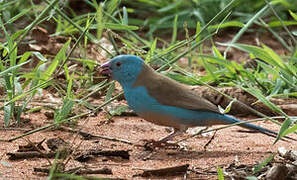 Blue-capped Cordon-bleu