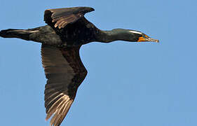 Double-crested Cormorant