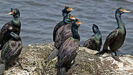 Cormoran à face rouge