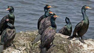 Cormoran à face rouge