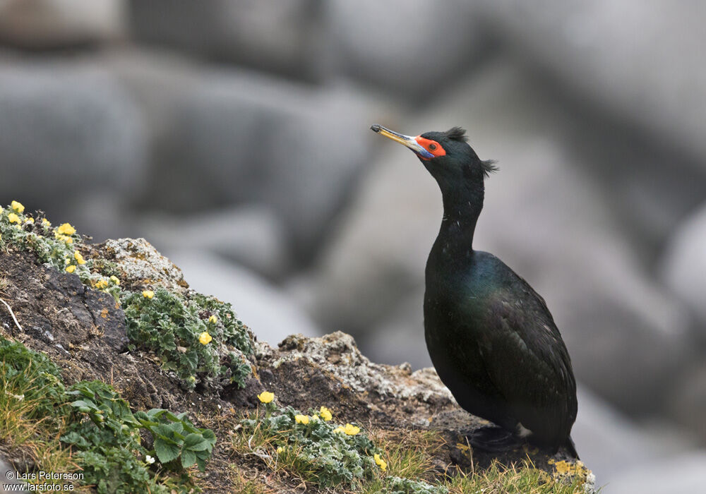 Red-faced Cormorant