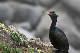 Cormoran à face rouge