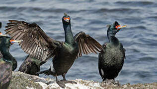 Red-faced Cormorant