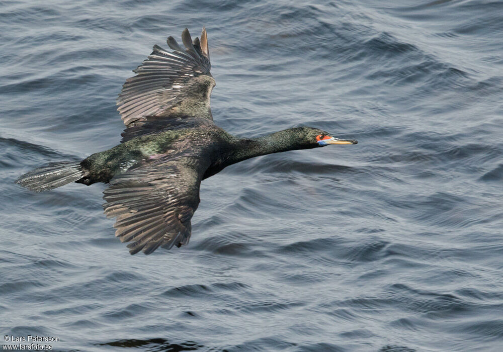 Cormoran à face rouge