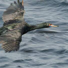 Cormoran à face rouge