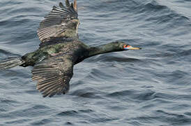 Red-faced Cormorant