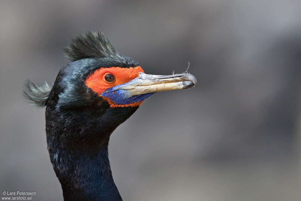 Red-faced Cormorant