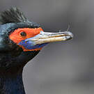 Cormoran à face rouge