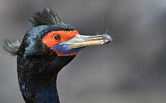 Cormoran à face rouge