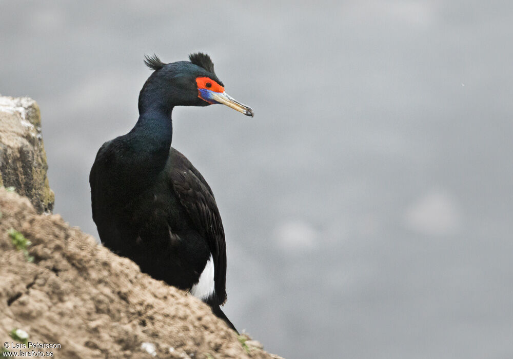 Red-faced Cormorant