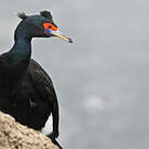 Cormoran à face rouge
