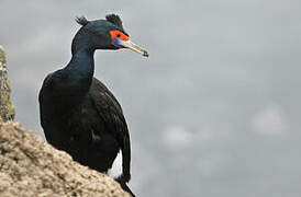 Red-faced Cormorant