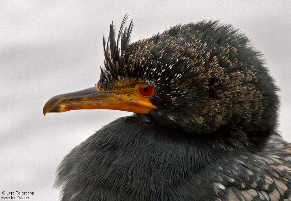 Reed Cormorant