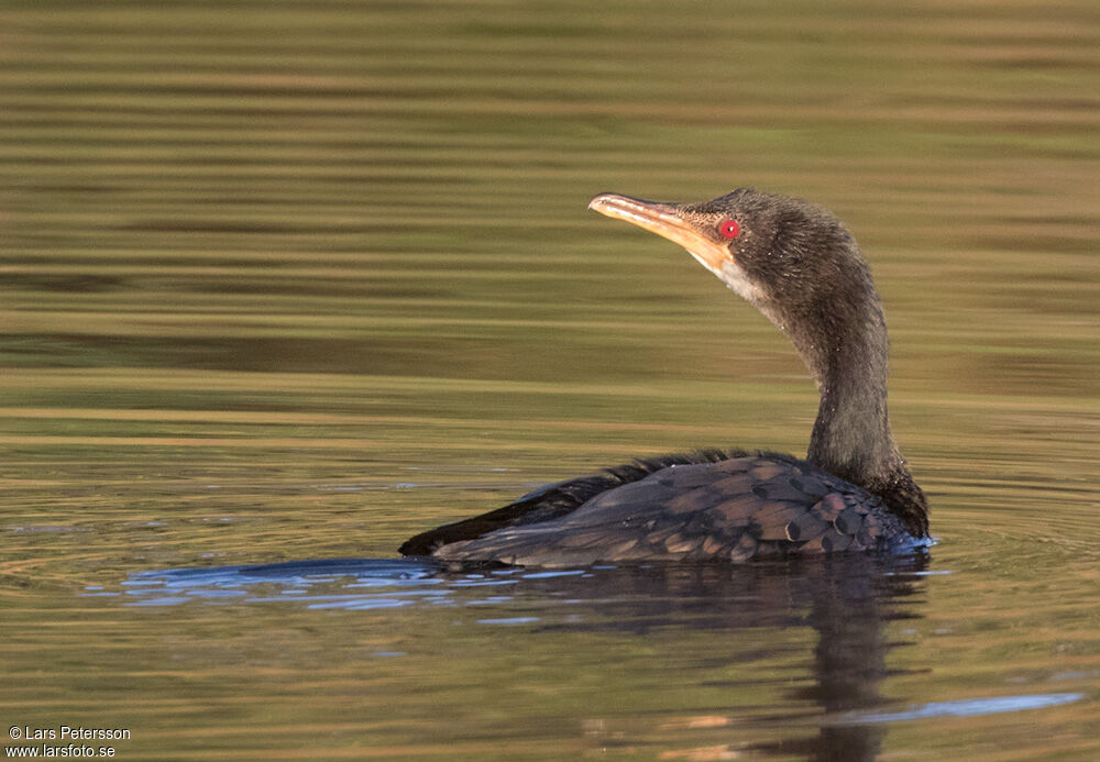 Cormoran africain