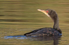 Reed Cormorant