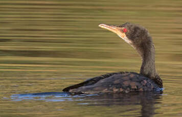 Cormoran africain