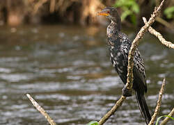 Reed Cormorant