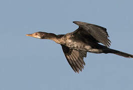 Reed Cormorant