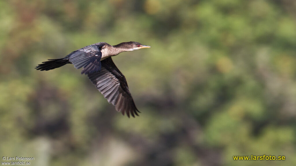 Cormoran africain