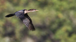 Reed Cormorant