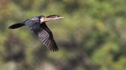 Cormoran africain