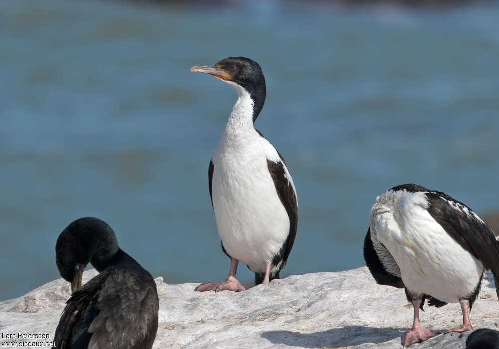 Otago Shagadult, identification