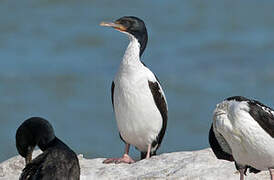 Otago Shag