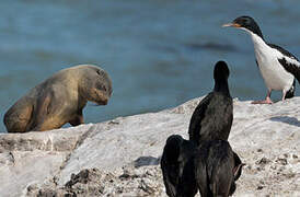 Otago Shag