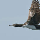 Cormoran bronzé
