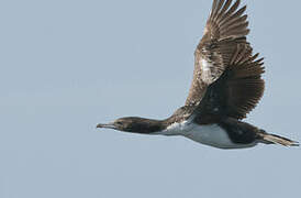 Otago Shag