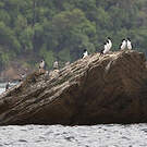 Cormoran caronculé