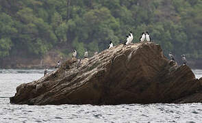 New Zealand King Shag