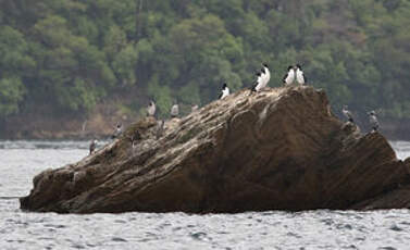 Cormoran caronculé