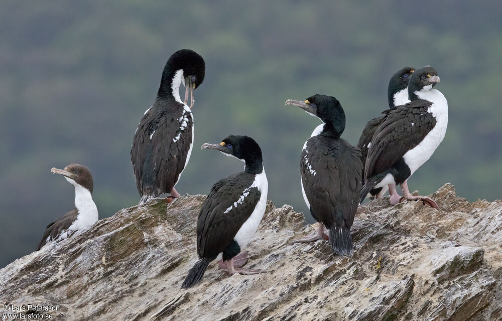 New Zealand King Shag