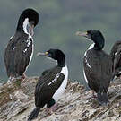 Cormoran caronculé