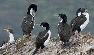 New Zealand King Shag