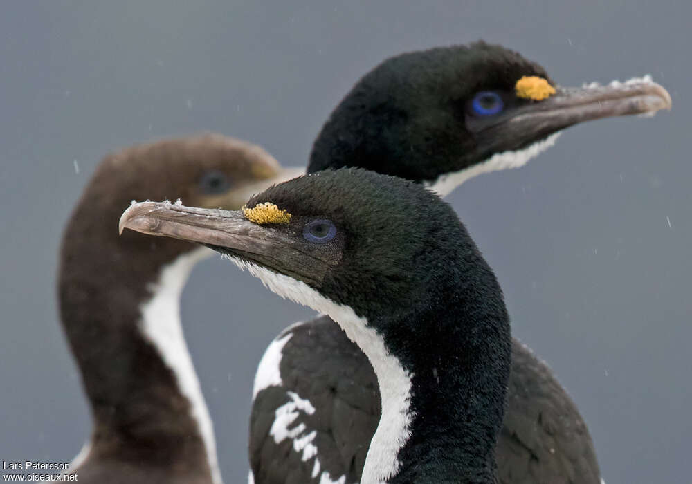 Cormoran caronculéadulte, portrait