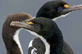 New Zealand King Shag