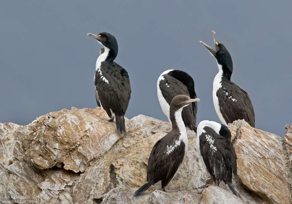 New Zealand King Shagadult